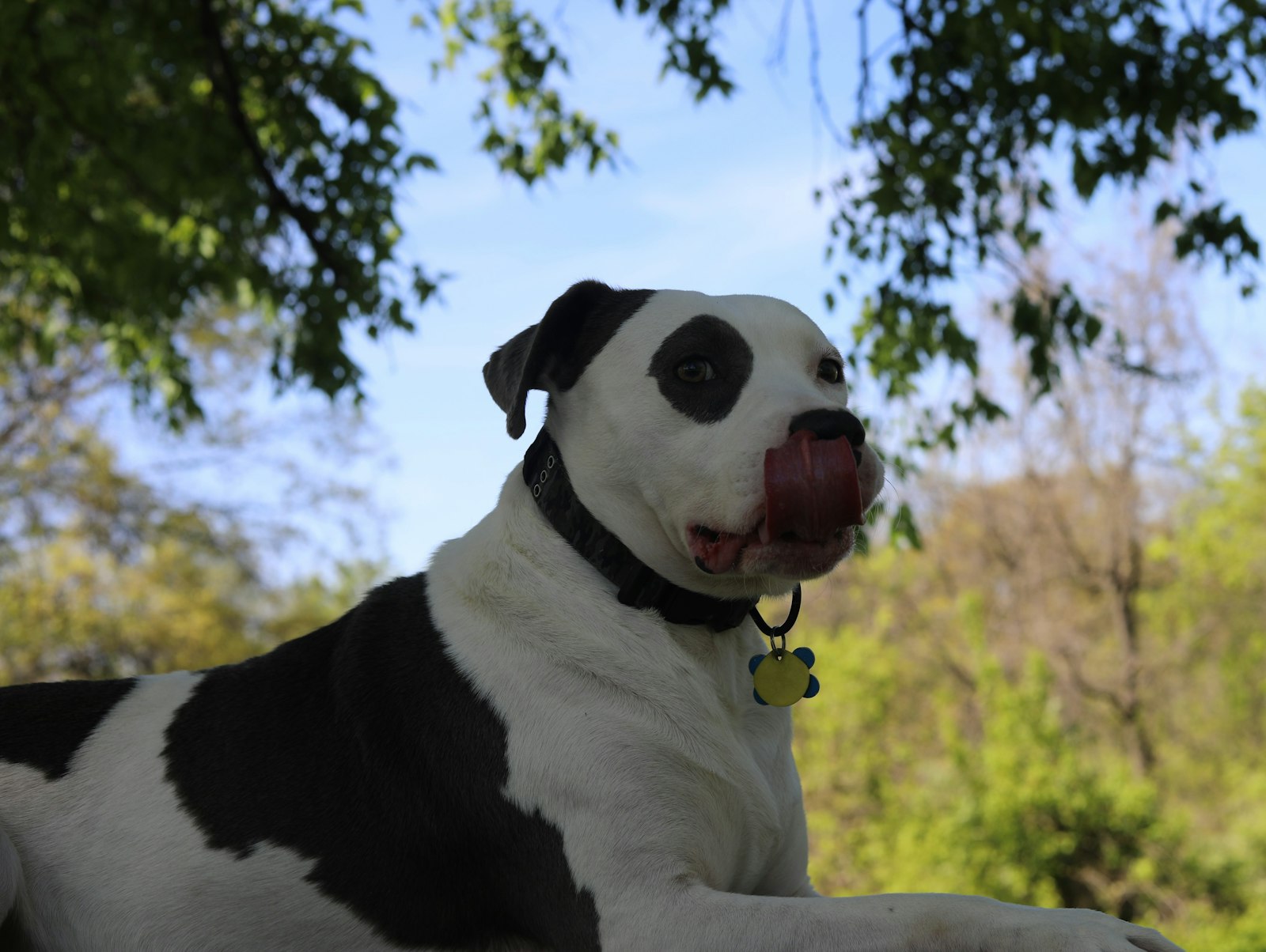 Dog Grooming in Brentwood: How to Build a Routine That Actually Fits Your Dog