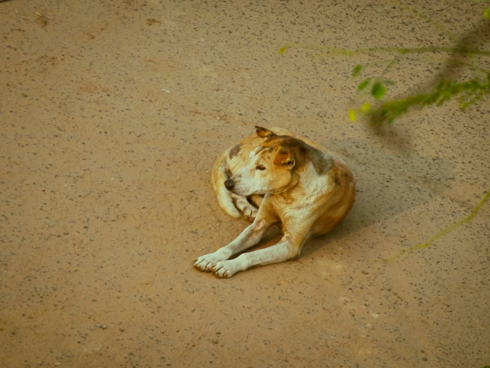 Dog Grooming in Brentwood: How to Choose the Right Groomer for Your Dog’s Temperament and Coat